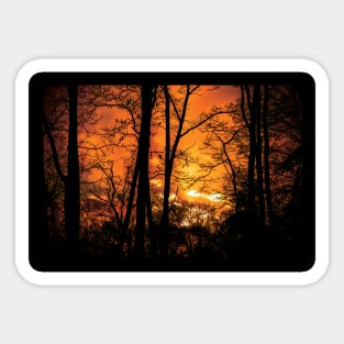 sunset in the woods Sticker